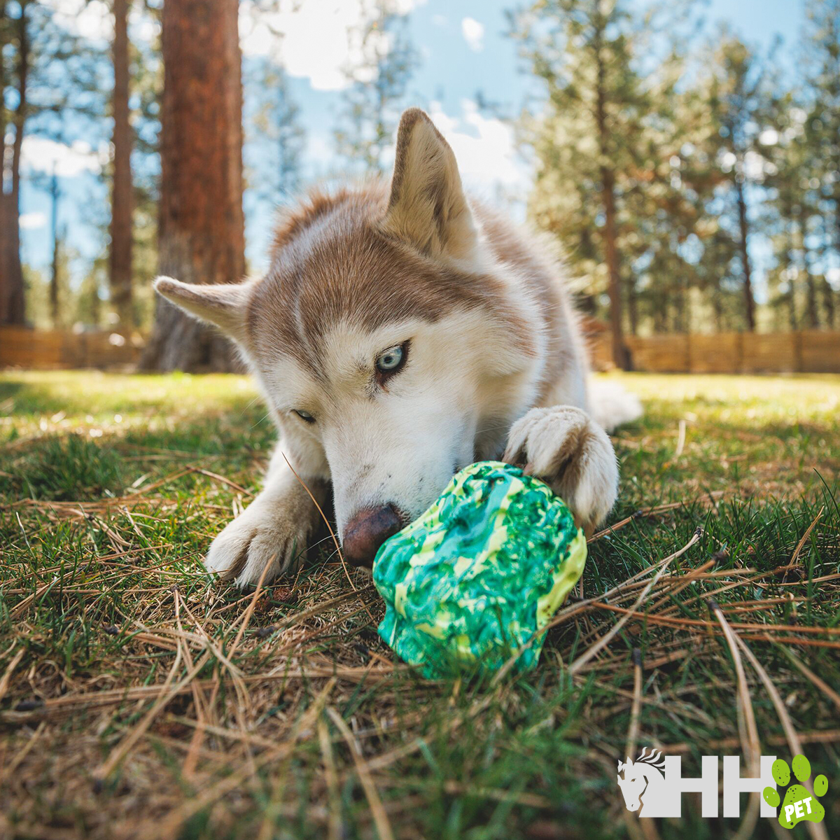 Cão husky brincando com brinquedo verde no relvado ao ar livre