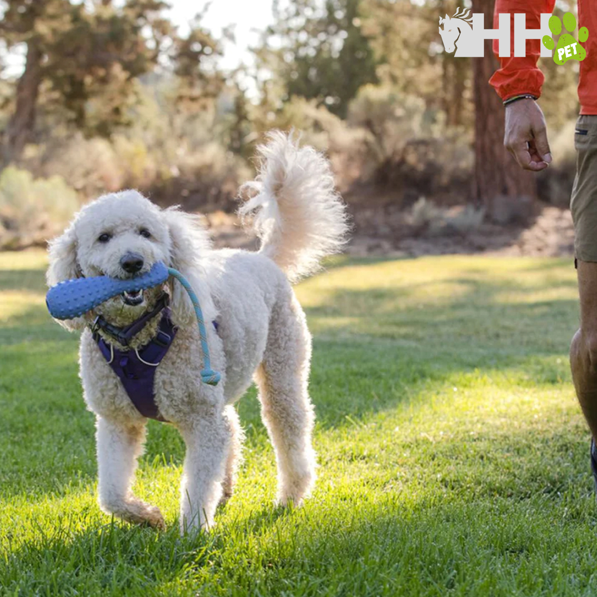 Cão branco com brinquedo azul na boca num relvado verde