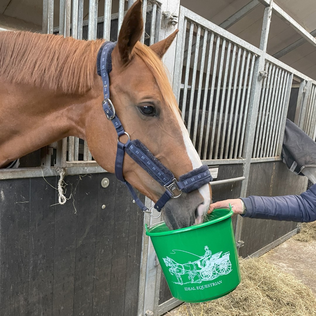 Cavalo castanho a comer num balde verde num estábulo