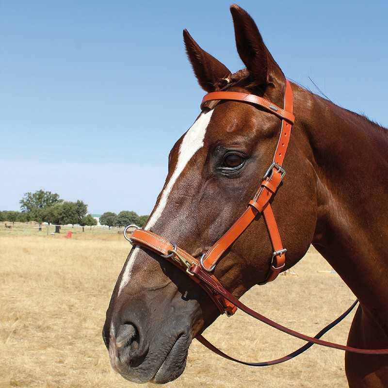 Cavalo castanho com cabresto de couro castanho