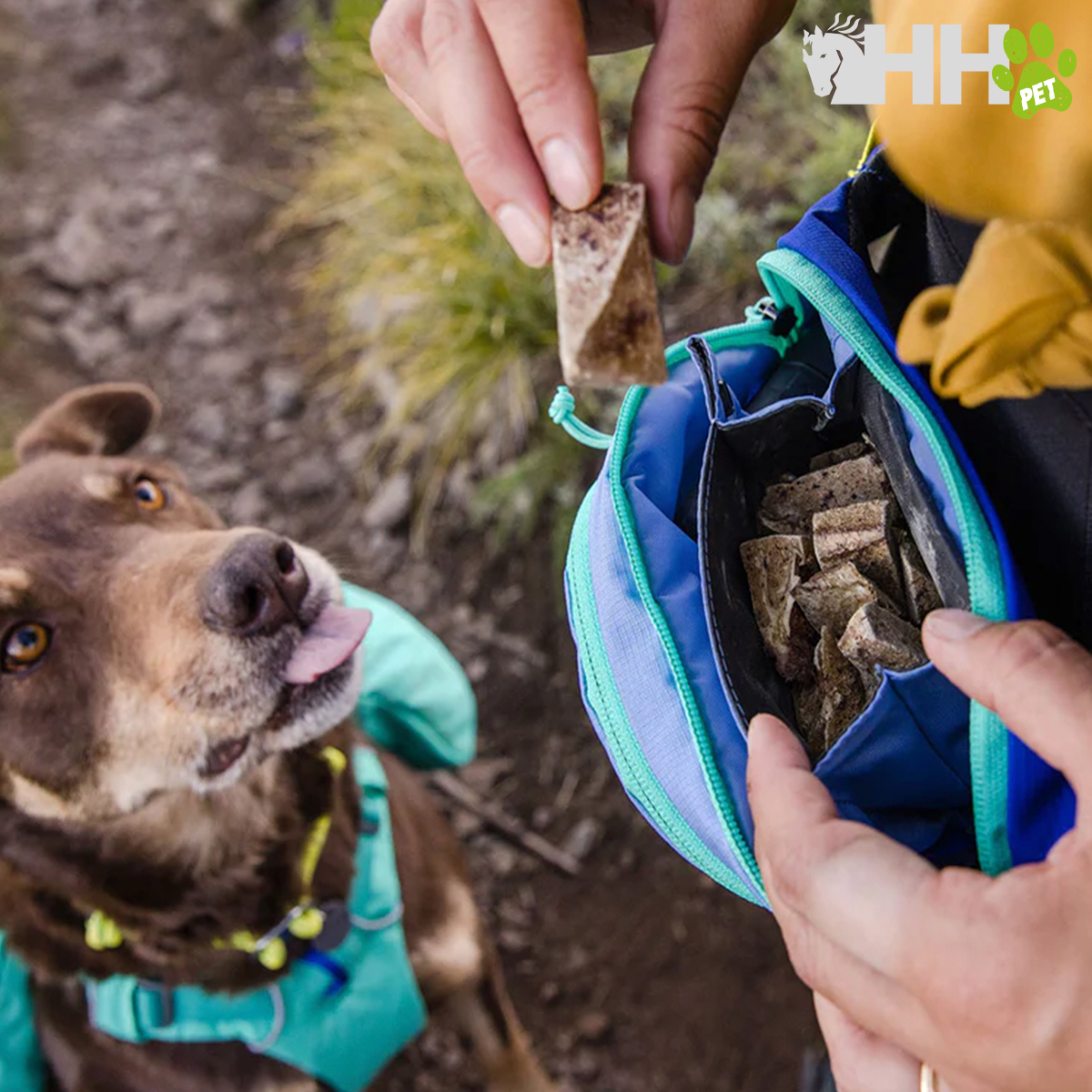 Cão castanho com coleira verde e arnês azul olhando para mão a tirar petisco de saco azul e verde ao ar livre