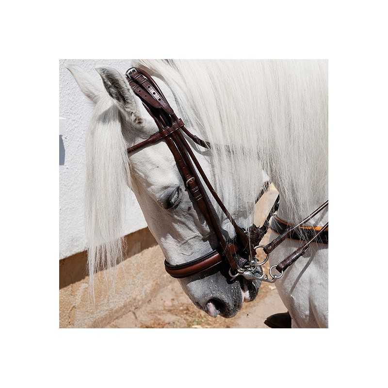 Cavalo branco com rédea castanha perto de uma parede branca