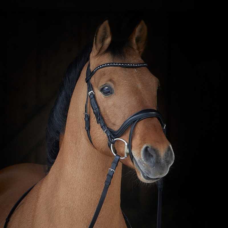 Cavalo castanho com arreio preto em fundo negro