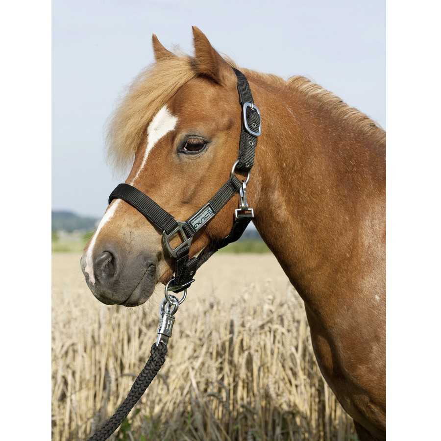 Cavalo castanho com cabeçada preta de nylon e fivelas metálicas no campo