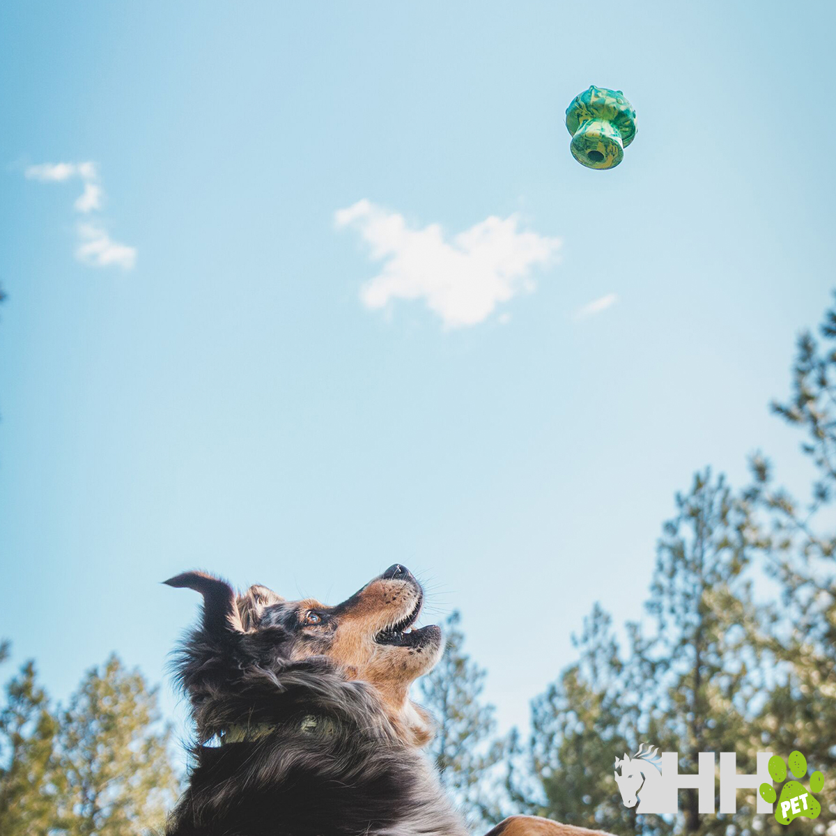 Cão a apanhar bola verde e azul com céu e árvores ao fundo