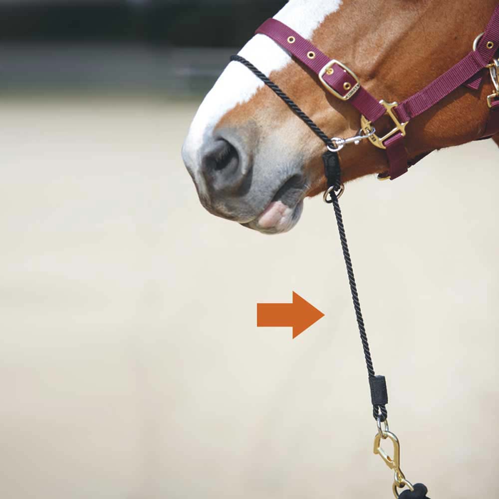 Focinho do cavalo com peitoral roxa e corda preta com mosquetão dourado