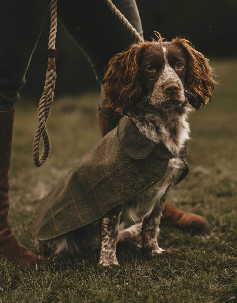 Cão com casaco verde-escuro e trela de corda junto a pessoa de botas castanhas