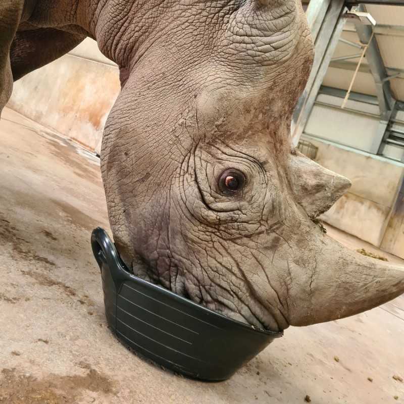 Rinoceronte cinzento a comer numa bacia preta no chão