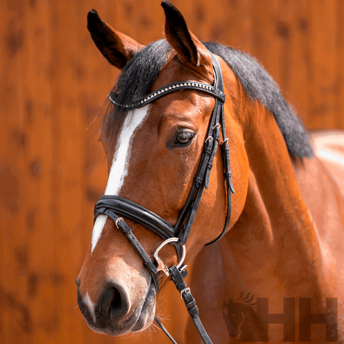 Cavalo castanho com cabresto de couro preto e fundo de madeira alaranjada
