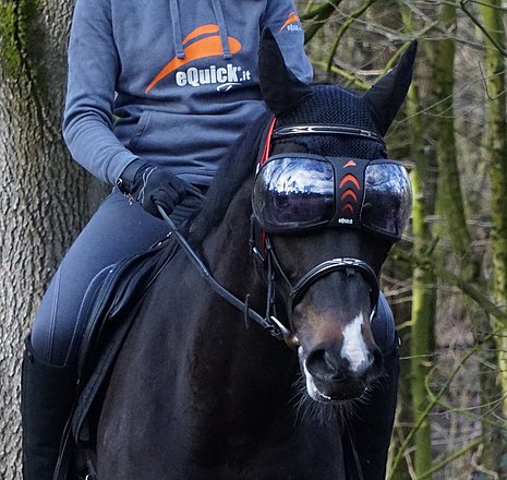 Cavalo preto com máscara e viseiras reflexivas, montado por pessoa com roupa desportiva azul na floresta