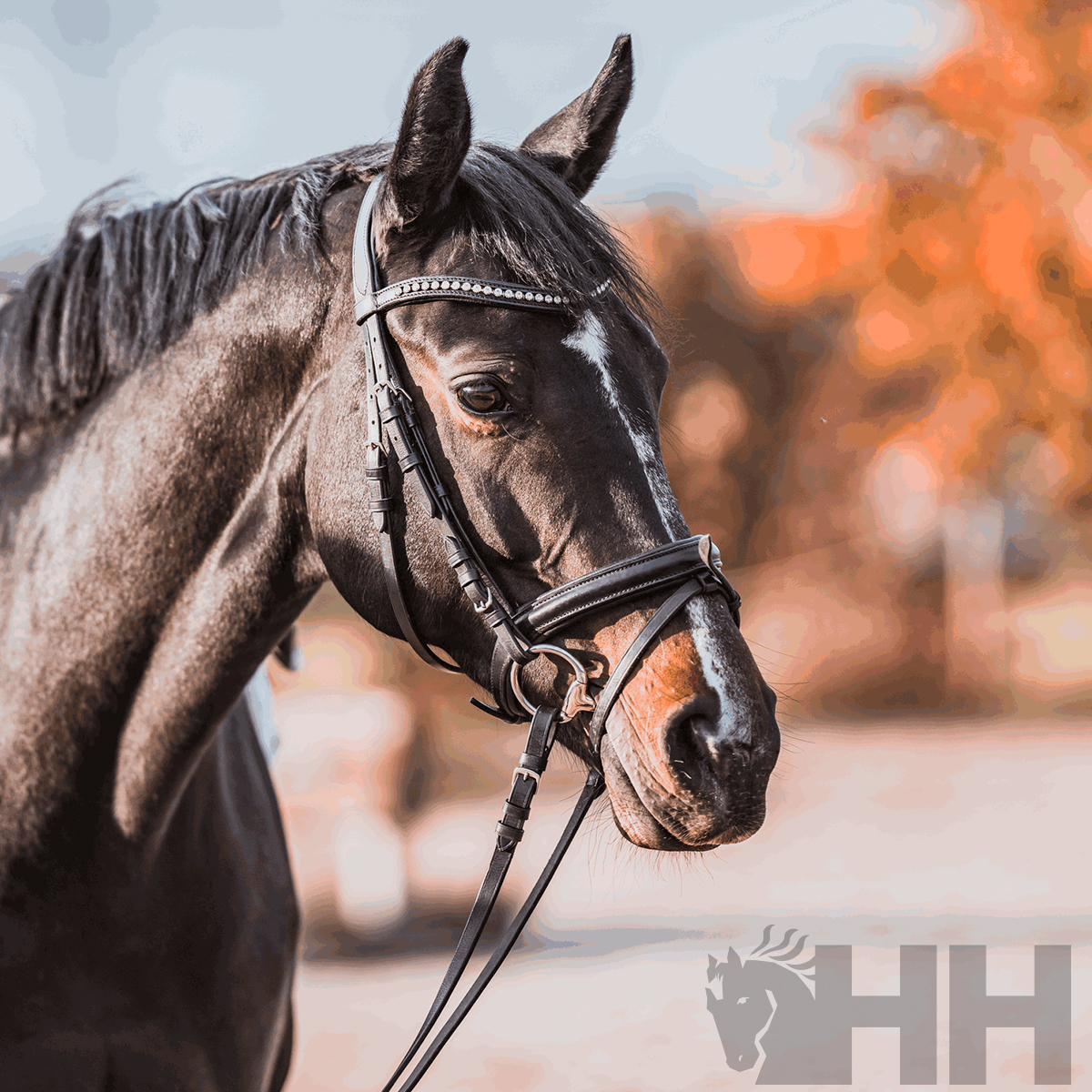 Cavalo castanho escuro com bridão de couro preto e brilhantes, fundo outonal desfocado