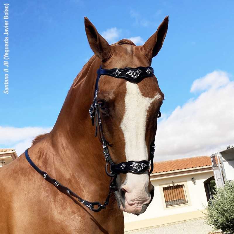 Cavalo castanho com cabeçada preta e ornamentos metálicos num ambiente exterior com casas