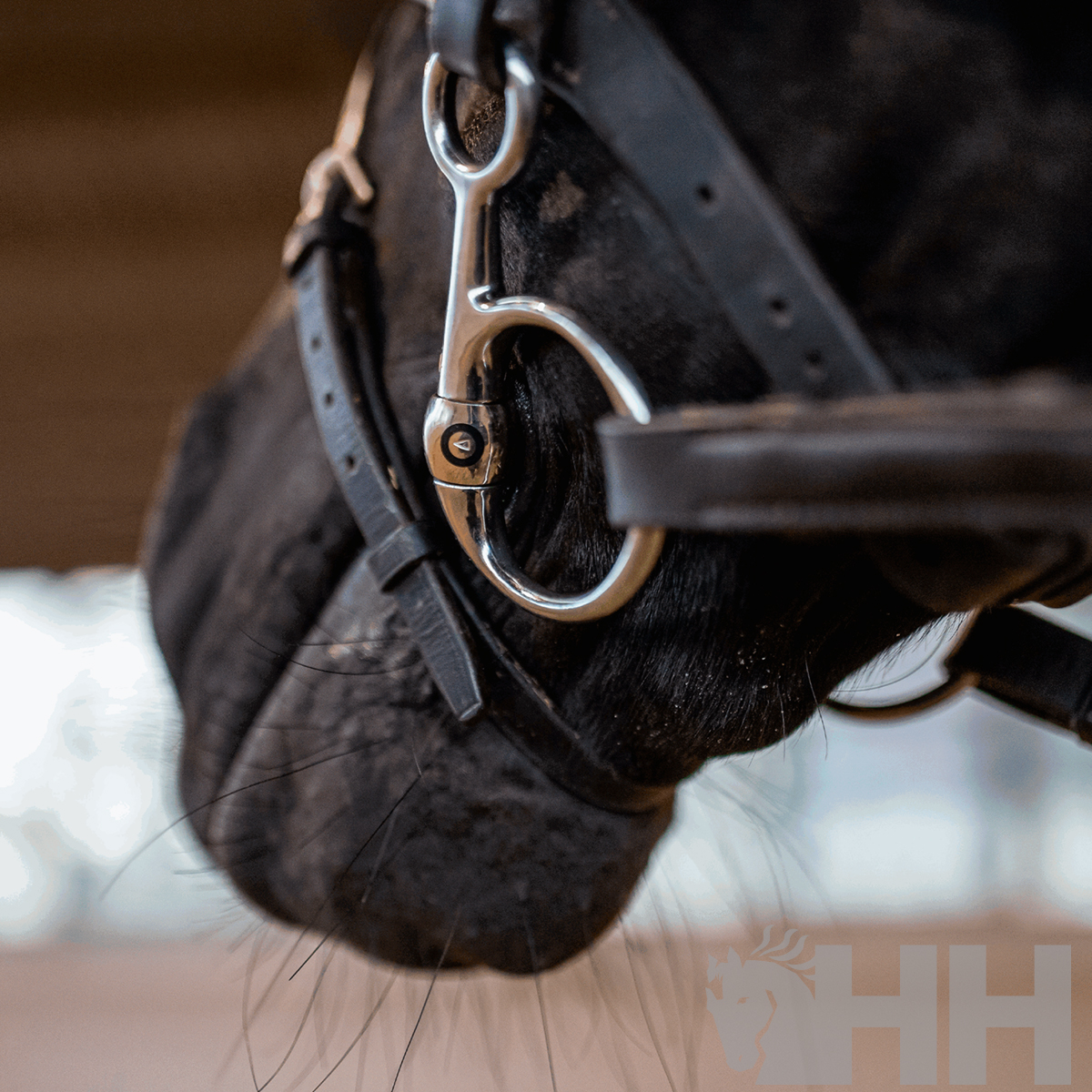 Focinho de cavalo com bridão de metal e correias de couro