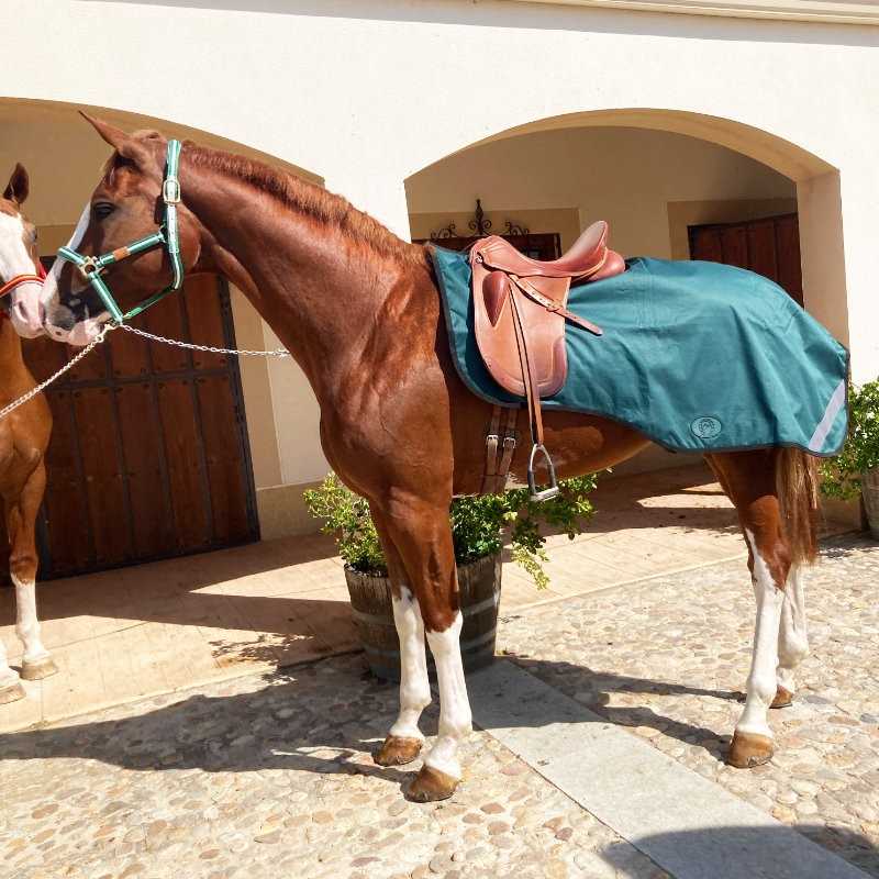 Cavalo castanho com cabresto e manta azul com sela castanha em área com pavimento de pedra.