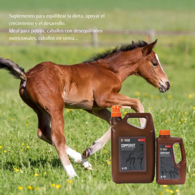 Potro castanho correndo na relva com frascos de suplemento para cavalos Eoran Coppervit