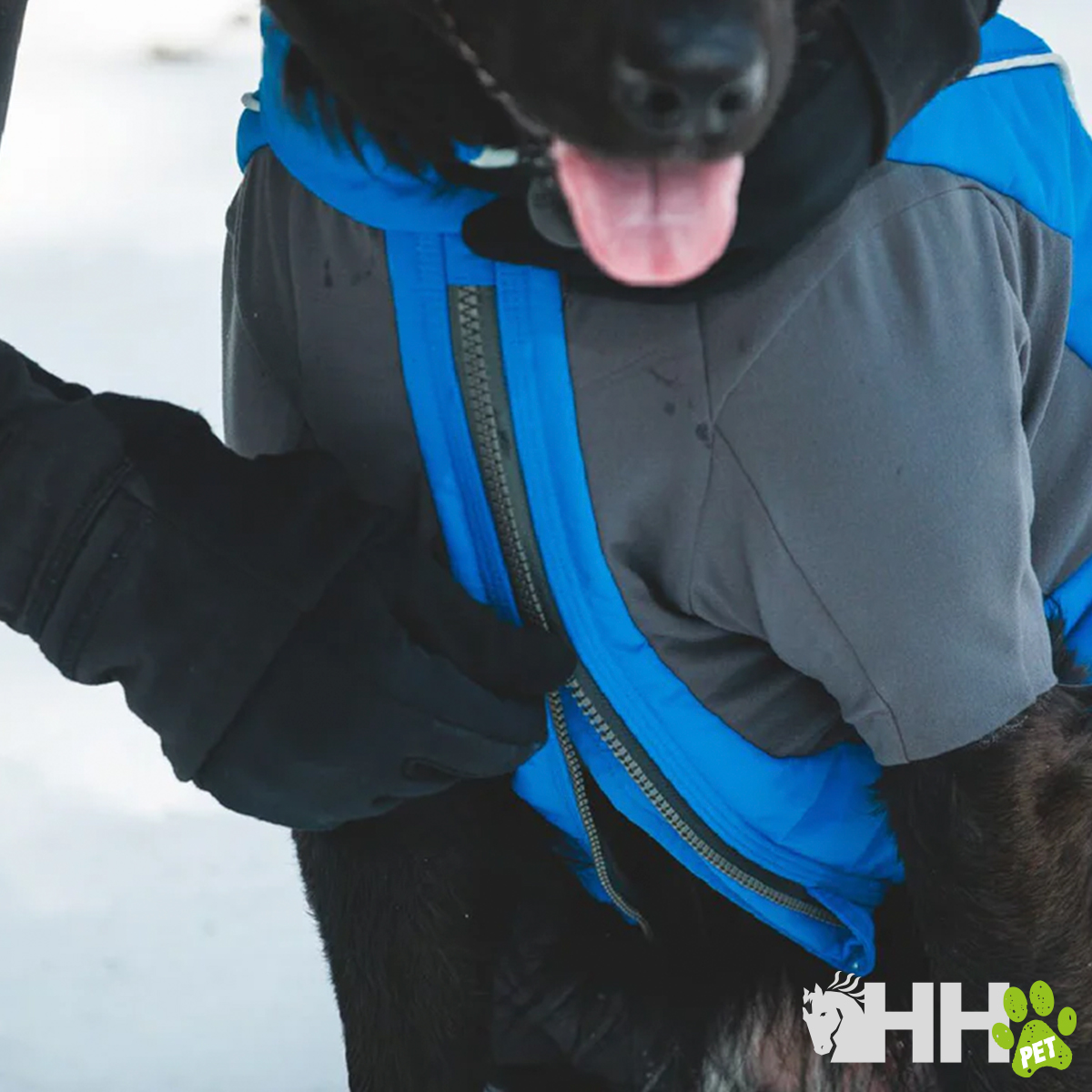 Colete azul e cinzento para cão com fecho de correr, cão preto e pessoa de luvas a segurar