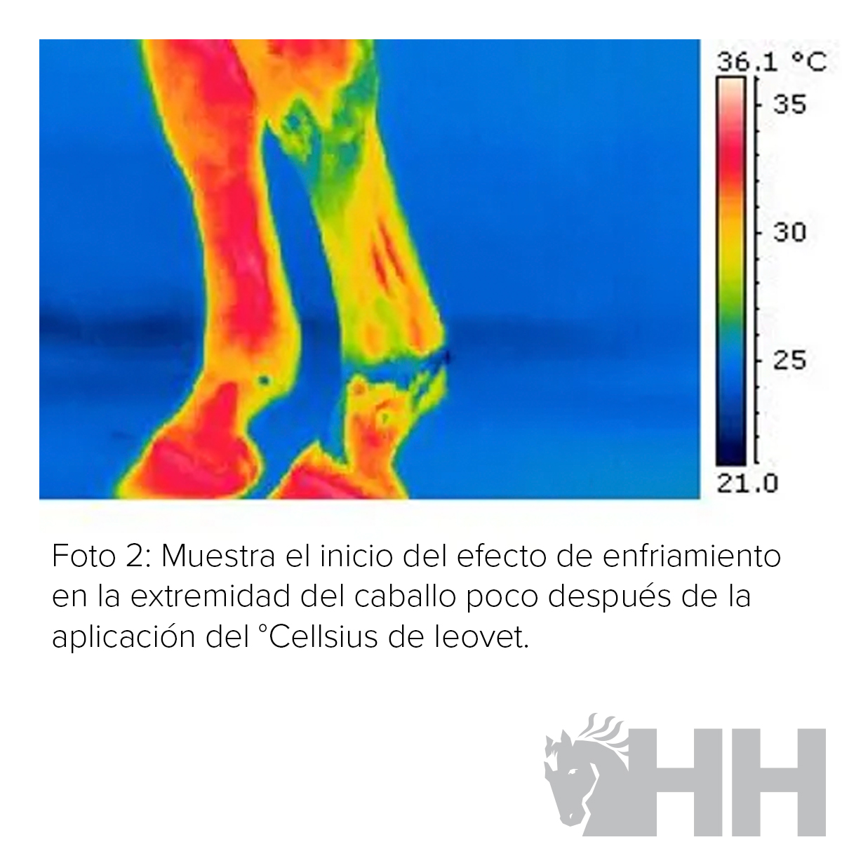 Imagem térmica das pernas de um cavalo com escala de temperatura e texto em espanhol