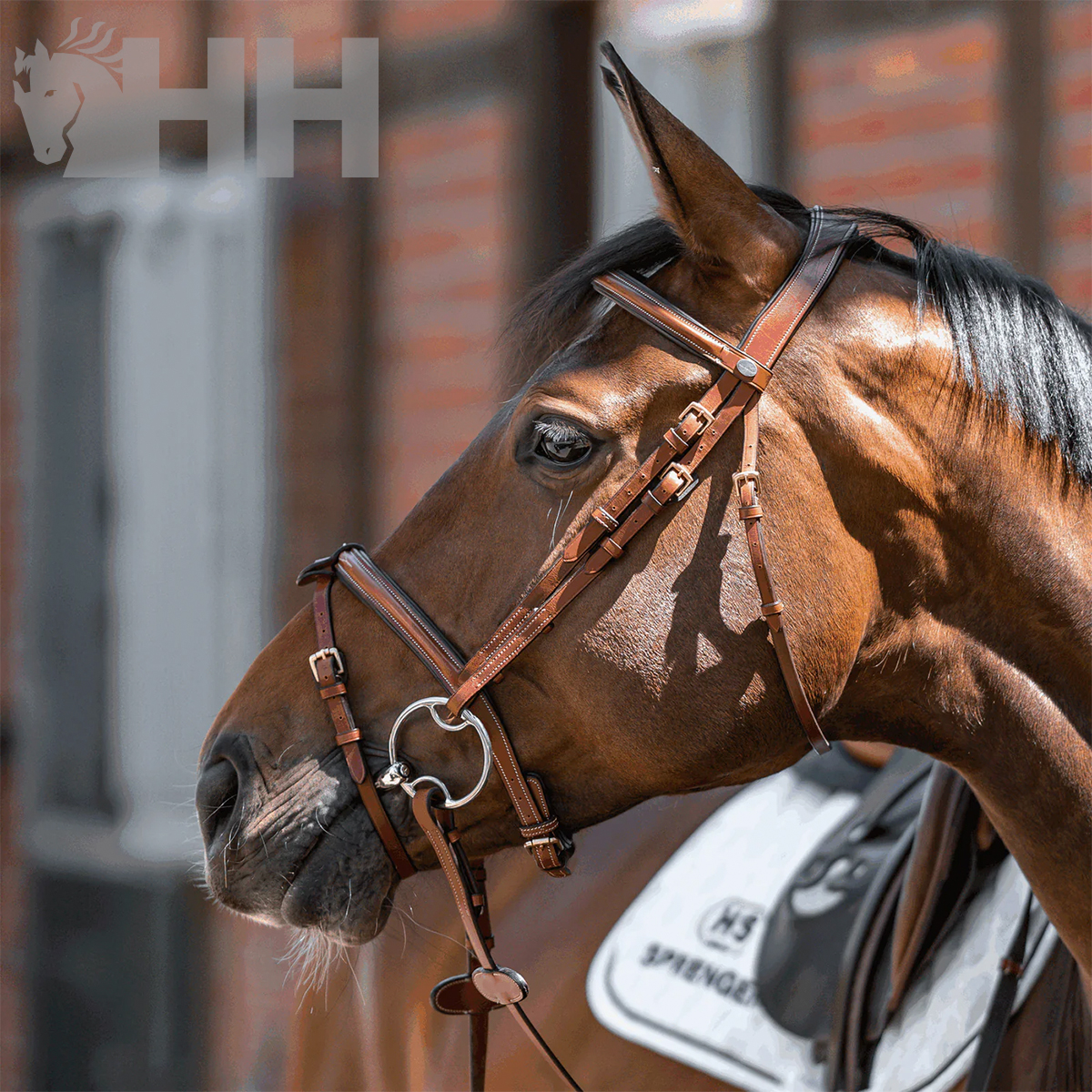 Cavalo castanho com bridão de couro castanho, argolas metálicas e mantilha branca com logótipo HH SPRENGER