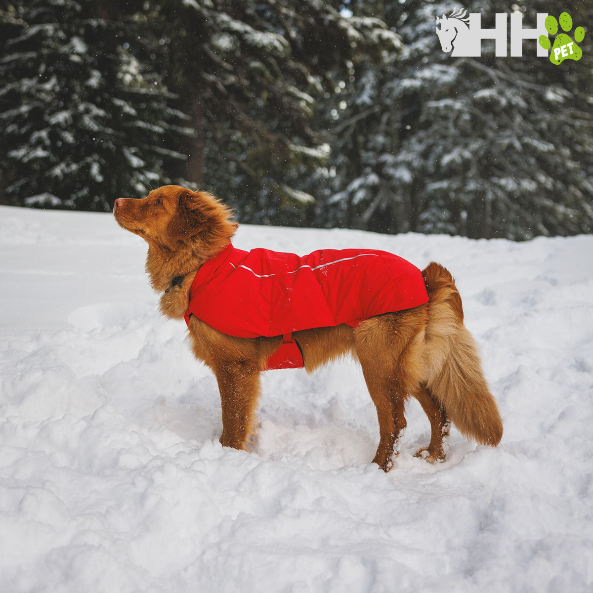 Cão com casaco vermelho na neve