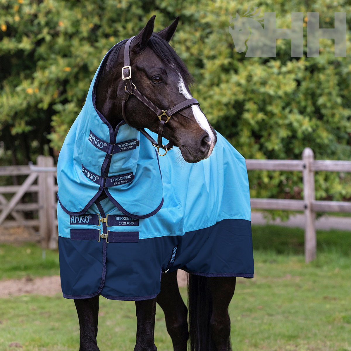 Cavalo com manta azul clara e azul escura com etiquetas AMIGO HORSEWARE IRELAND