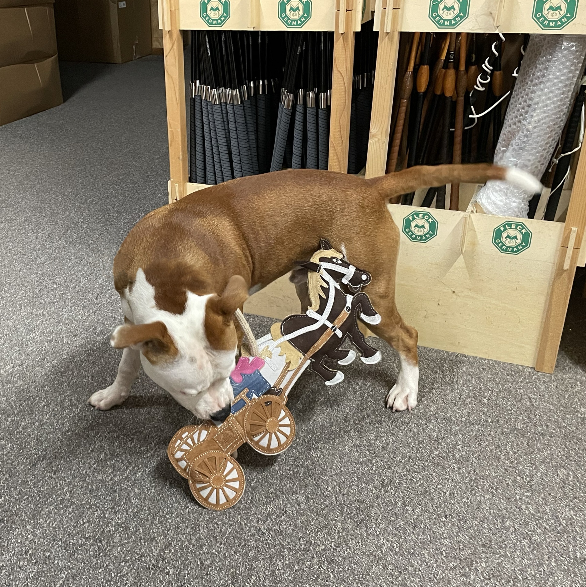 Cão com brinquedo de madeira em loja com expositores ao fundo