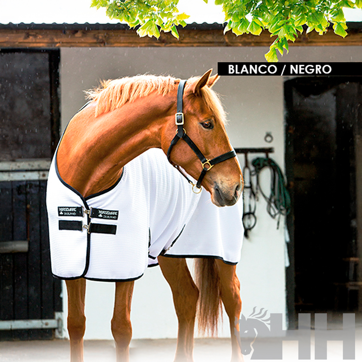Cavalo com manta branca e preta ao ar livre junto a celeiro