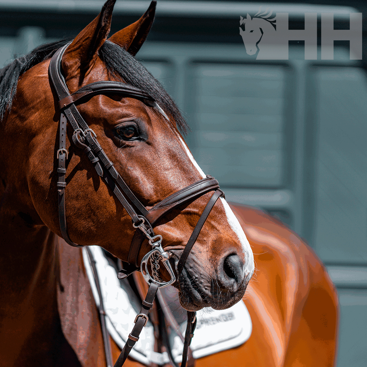 Cavalo castanho com rédea de couro e ferragens metálicas