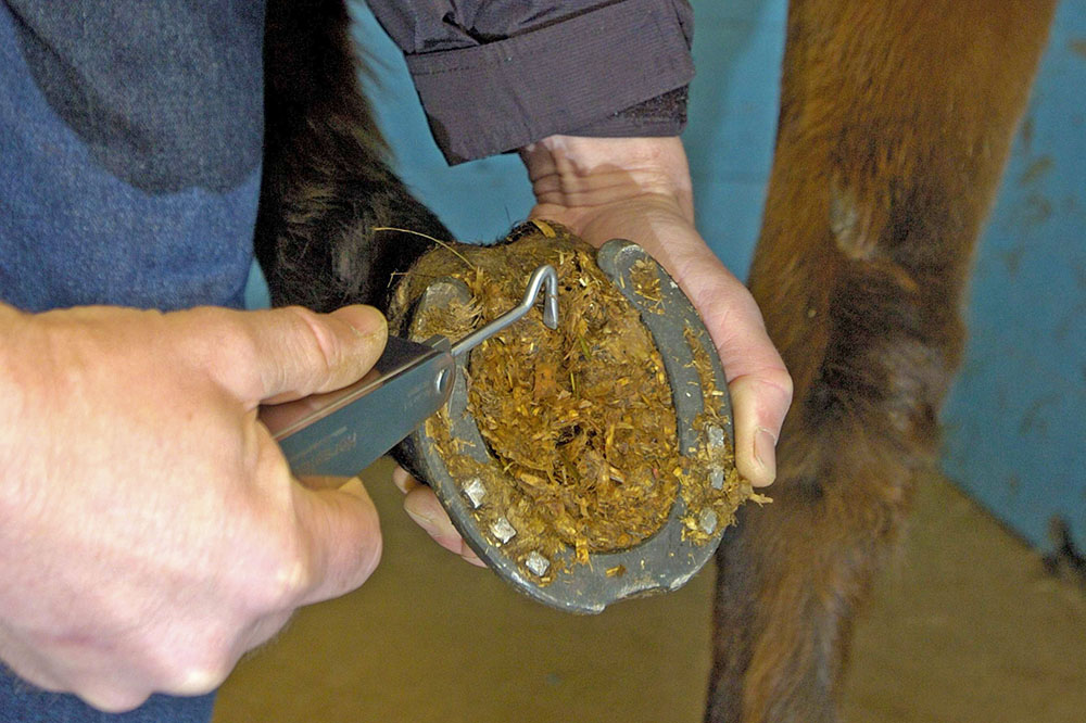 Limpeza da ferradura de um cavalo com ferramenta