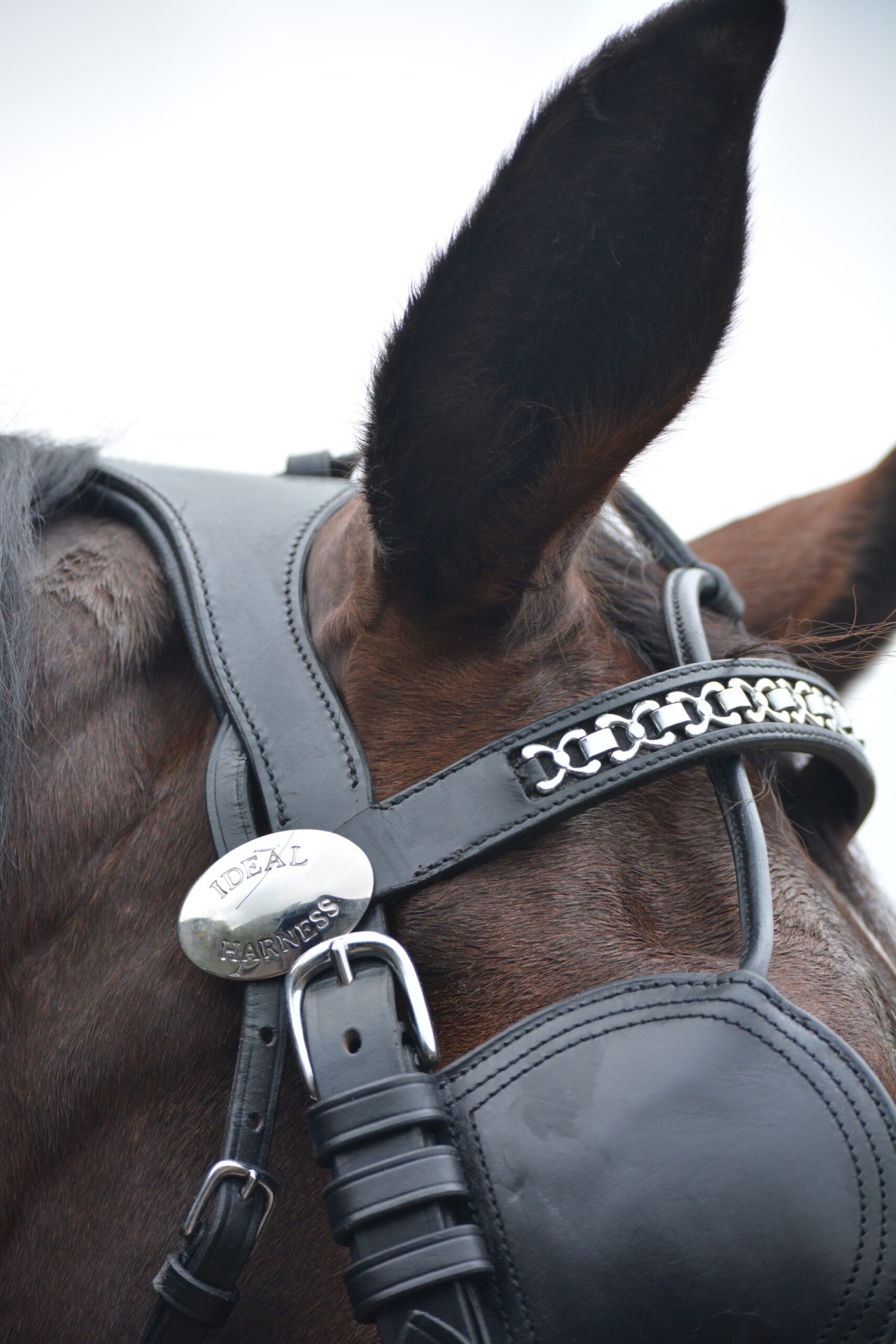Cavalo castanho com arreio de couro preto com placa metálica IDEAL HARNESS