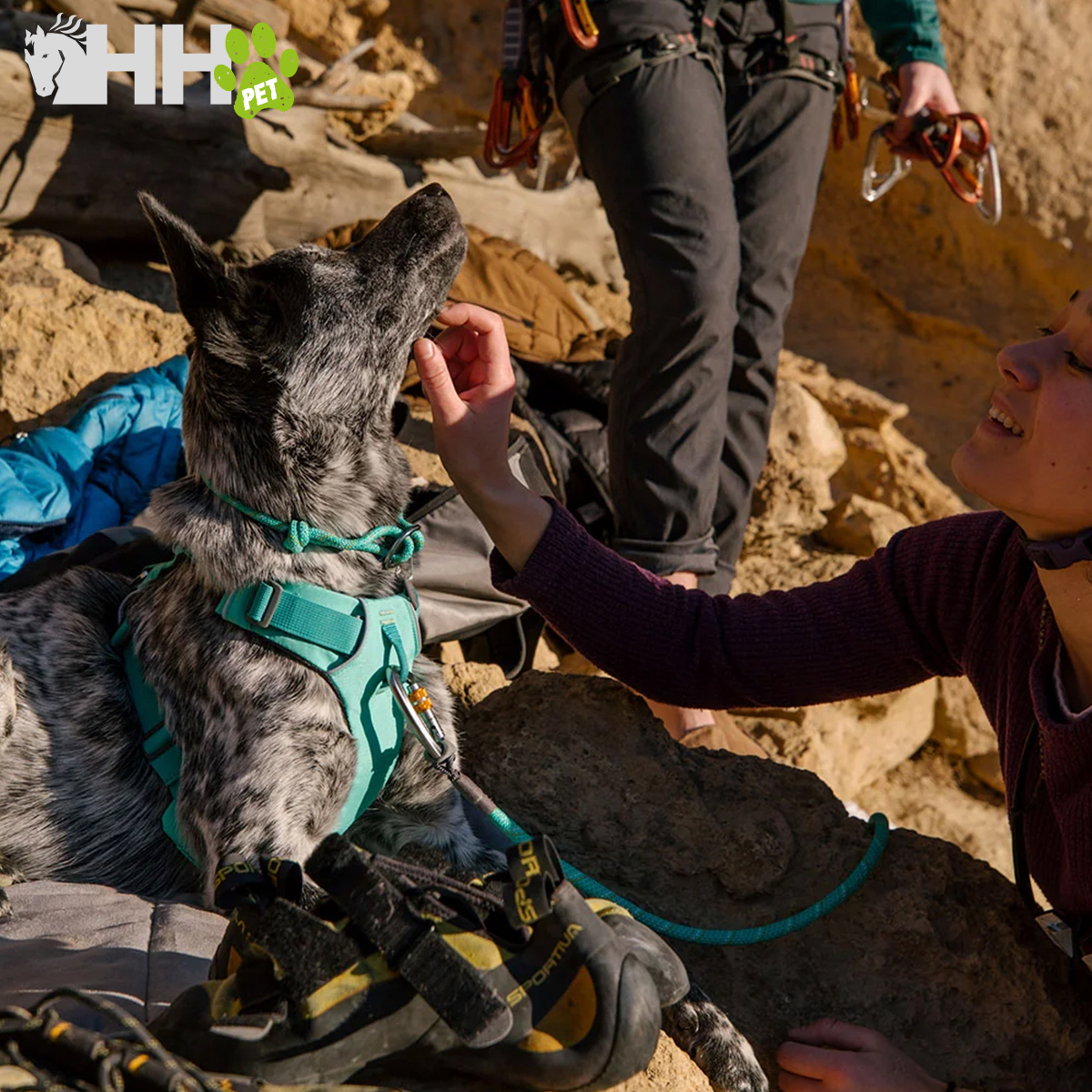 Cão com coleira e peitoral verde água sentado em rocha, pessoa a acariciar o cão e equipamento de escalada presente
