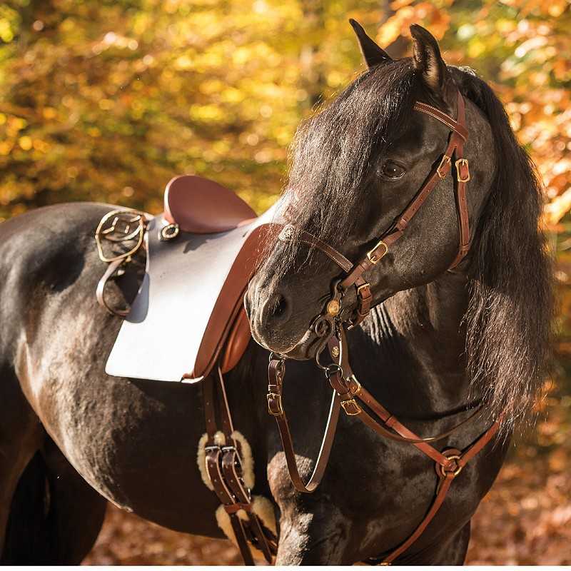 Cavalo preto com sela e rédeas de couro castanho em ambiente de outono