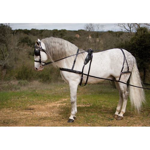 Cavalo branco com arreios pretos em ambiente exterior
