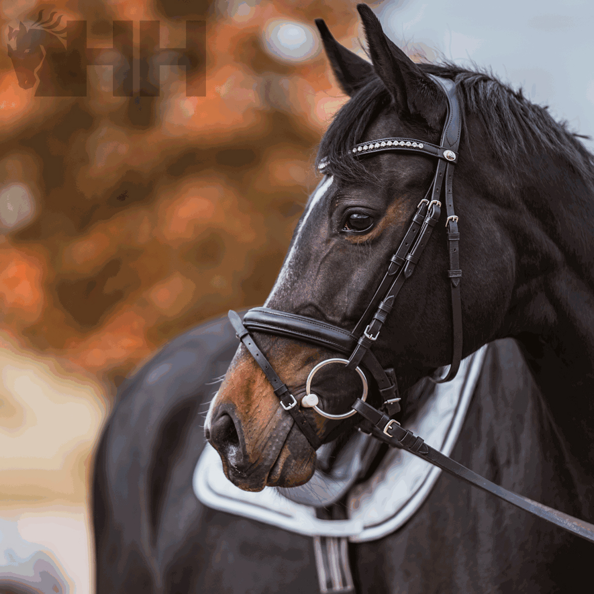 Cavalo preto com sela branca e bridão de couro castanho escuro