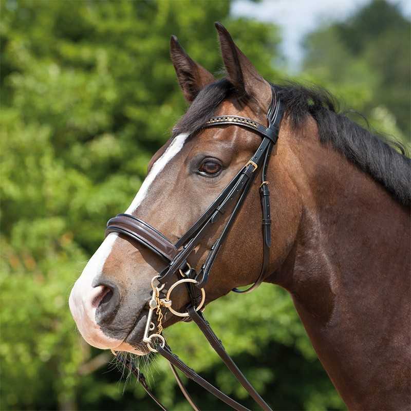 Cavalo castanho com rédea de couro castanho escuro e fivela dourada ao ar livre