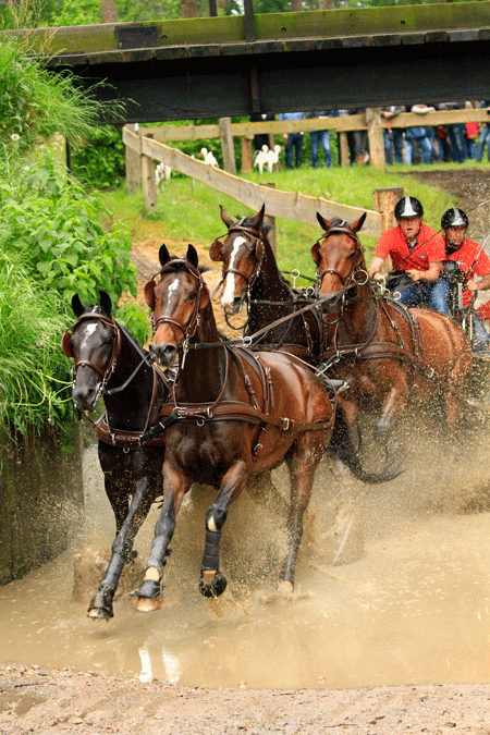 Quatro cavalos castanhos a trote na água com dois cavaleiros de camisolas vermelhas e capacetes pretos num ambiente rural