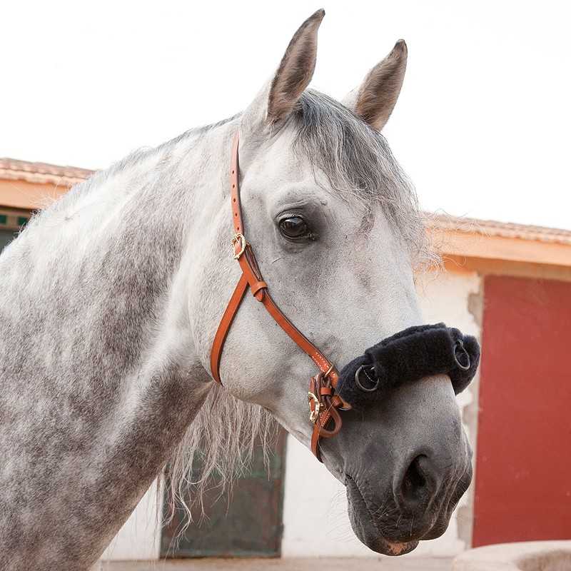 Cavalo cinzento com cabresto castanho e protetor preto no focinho, em ambiente exterior com paredes brancas e porta vermelha.