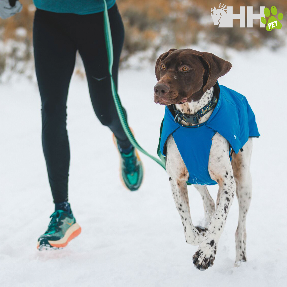 Cão com casaco azul e trela verde a ser passeado na neve por pessoa com calças pretas e sapatilhas azuis e cor de laranja