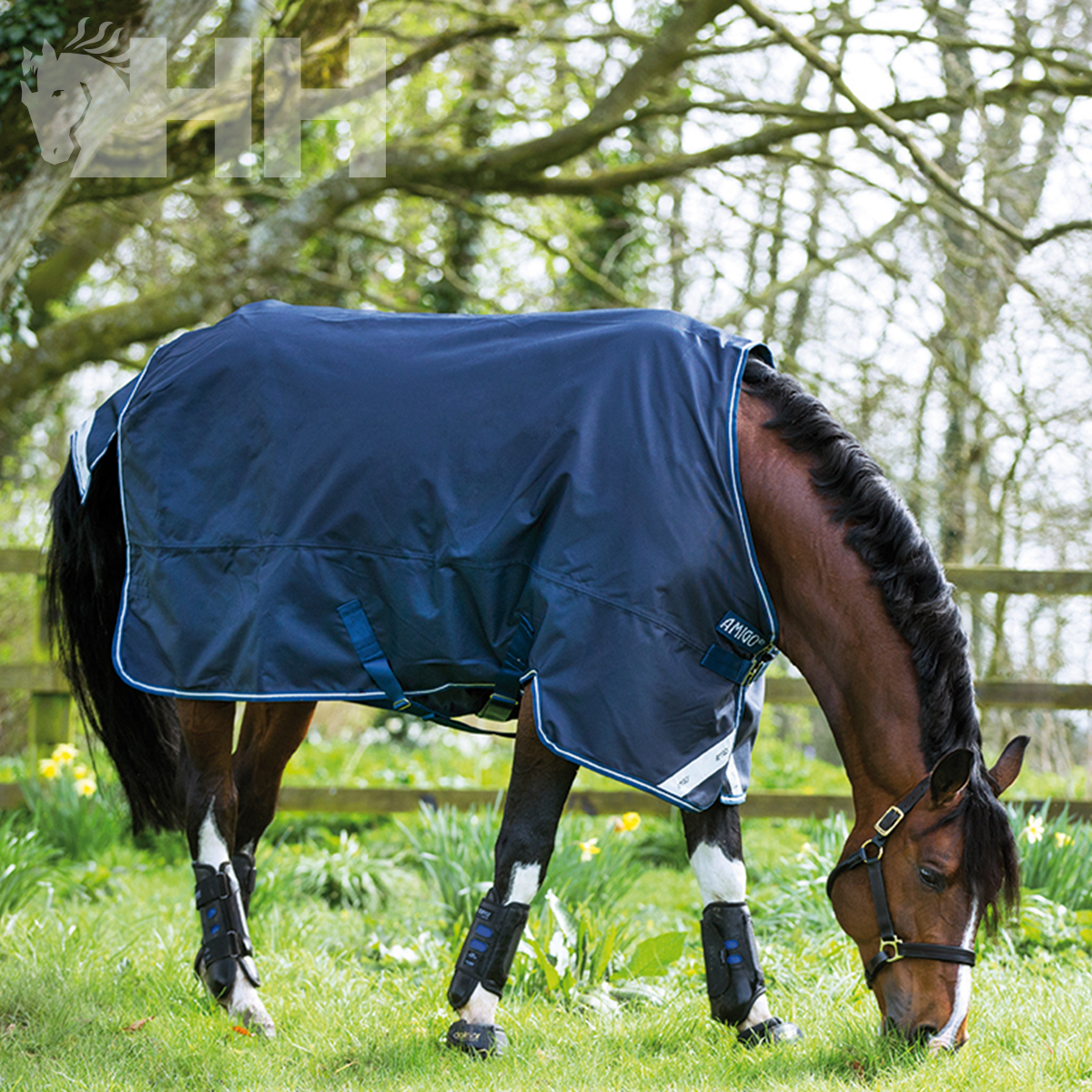 Cavalo castanho com manta azul escura a pastar em campo verde com árvores e cerca