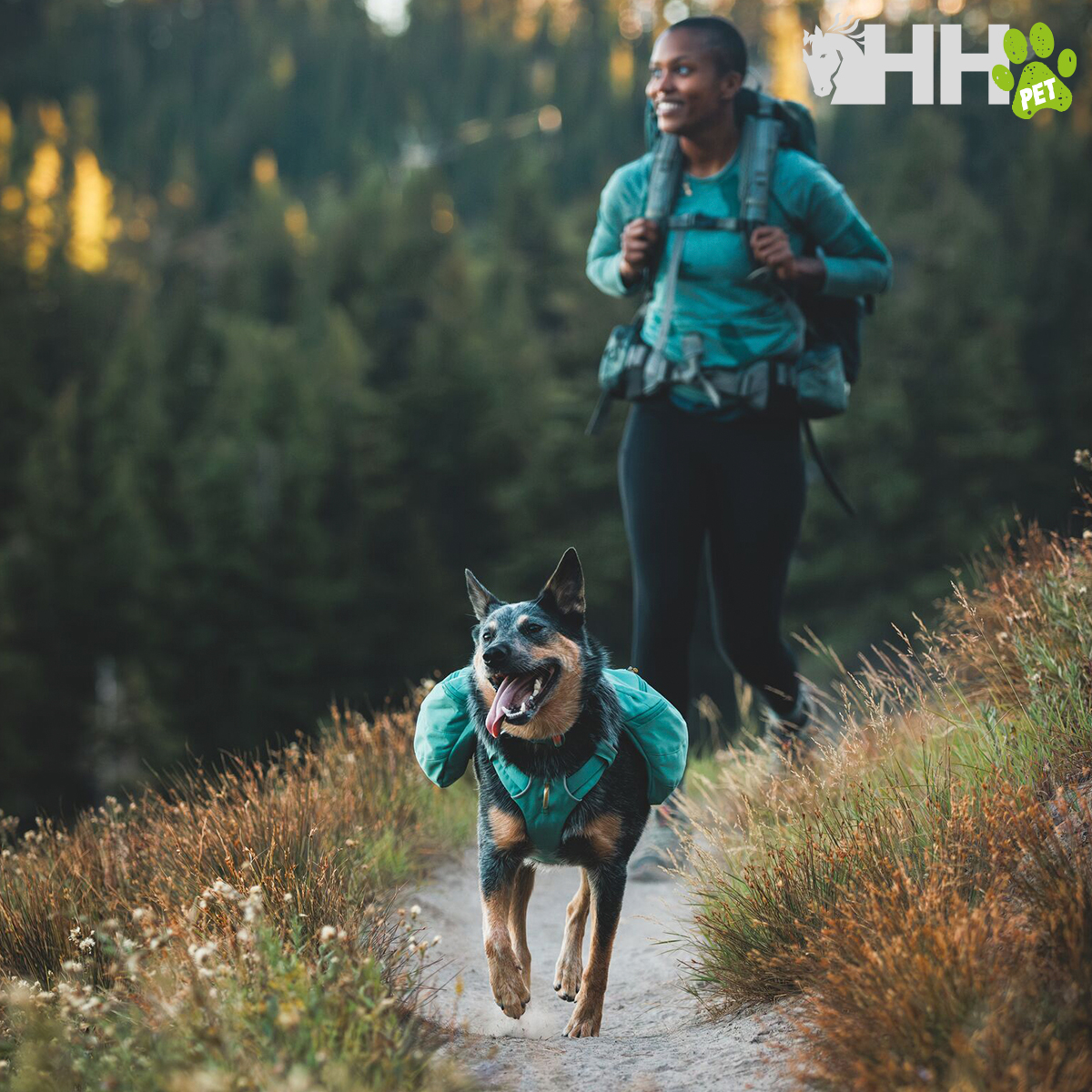 Cão com colete azul e mochila numa trilha com pessoa ao fundo vestindo azul