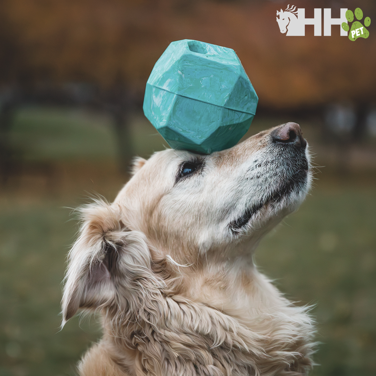 Cão Golden Retriever com brinquedo azul no nariz em ambiente exterior