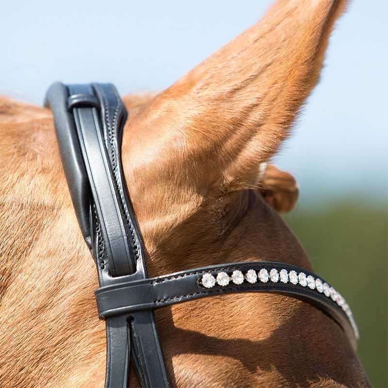 Cavalo com cabresto preto de couro e pedras brilhantes