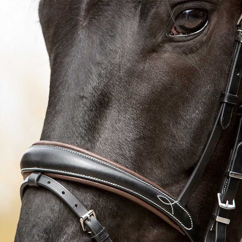 Cabeça de cavalo preto com rédea de pele preta e castanha
