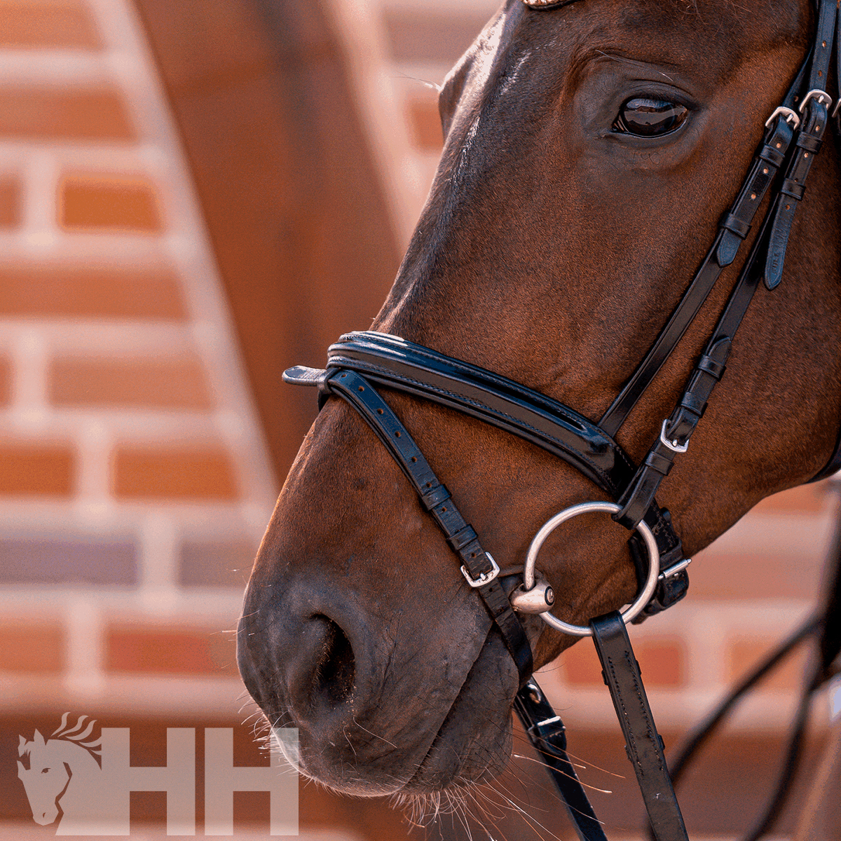 Cavalo castanho com bridão de couro preto em frente a uma parede de tijolos