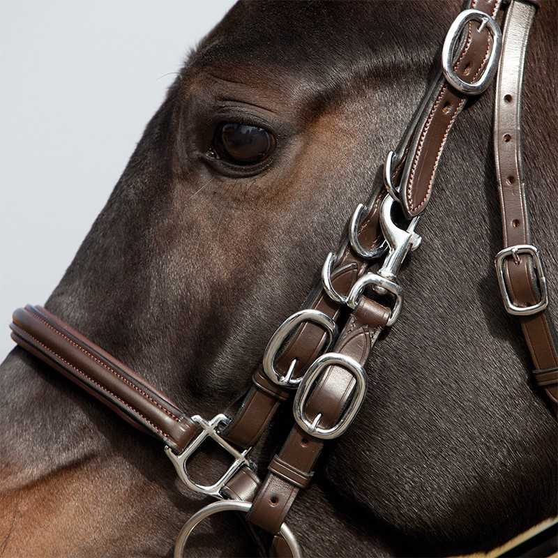 Cavalo castanho com cabresto de couro castanho e fivelas metálicas