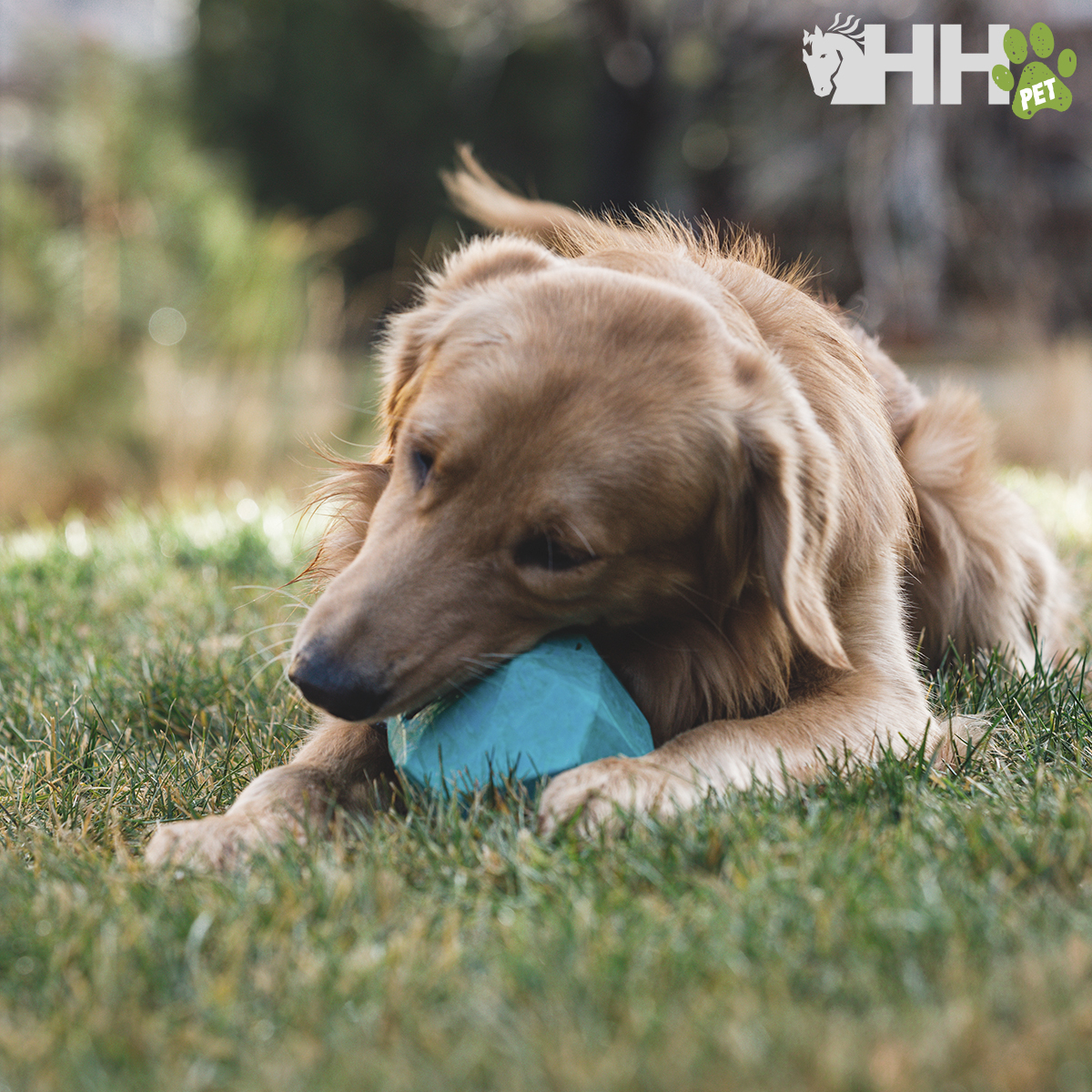 Cão Golden Retriever com brinquedo azul na boca na relva