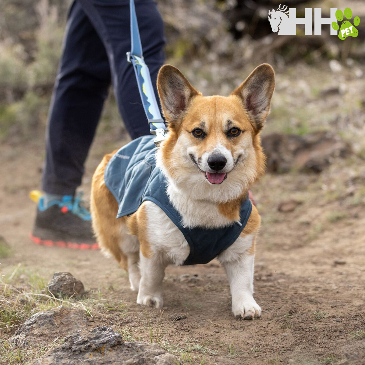 Cão Corgi com colete azul numa caminhada exterior com pessoa ao fundo