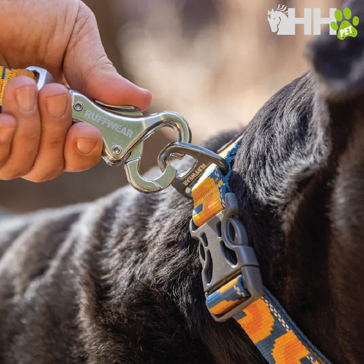 Close-up de mão a prender trela a coleira de cão com fecho de metal
