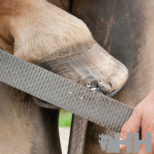 Cavalo com casco sendo limado por uma pessoa