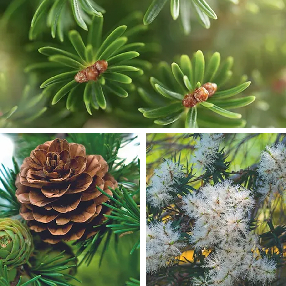 Três fotos de diferentes plantas e flores em tons verdes, castanhos e brancos.