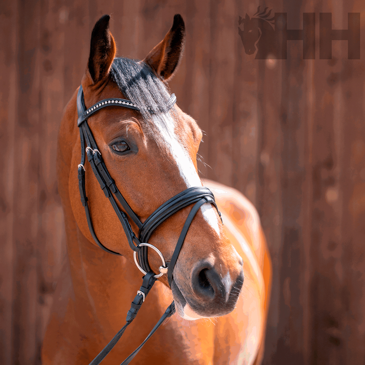 Cavalo castanho com rédea preta e bridão